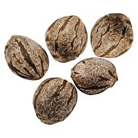 Happy Valley Genetics - Harlequin CBD Feminized Seeds