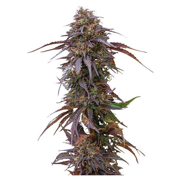 Happy Valley Genetics - Harlequin CBD Feminized Seeds image 3