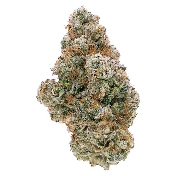 Northern Canna - Galactic Guava image 1