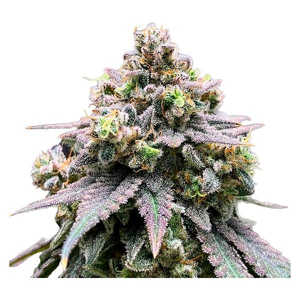 Green Rose Seeds - Crasher Breath image 3