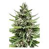 Automatic Ganja - Auto Gelato Biscotti Feminized Seeds thumbnail 3