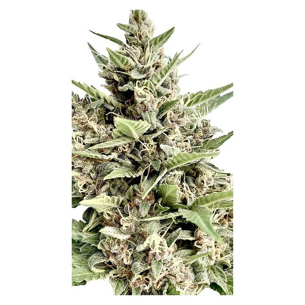 Clone Collector Seed Bank - Modified Kush Mints - Feminized Seeds