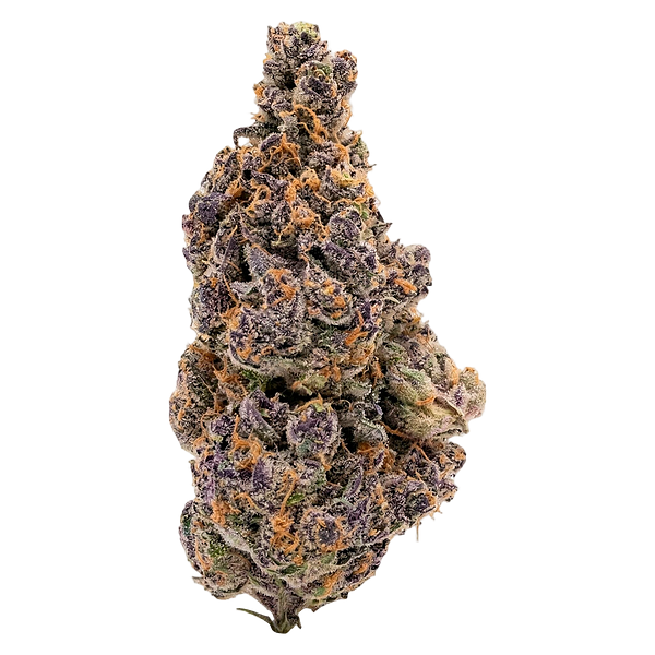 Ivory - Platinum Glow