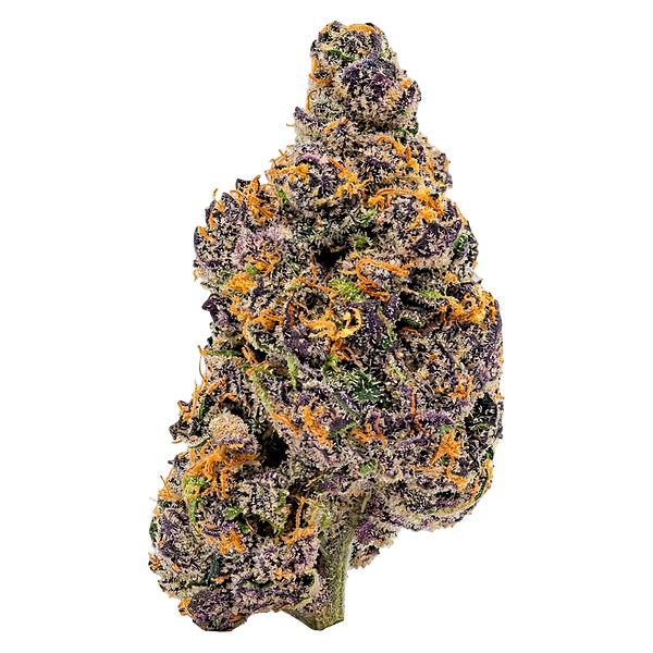 Ivory - Aurora Frost