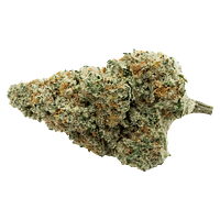 Encore - Back Stage Pass Indica