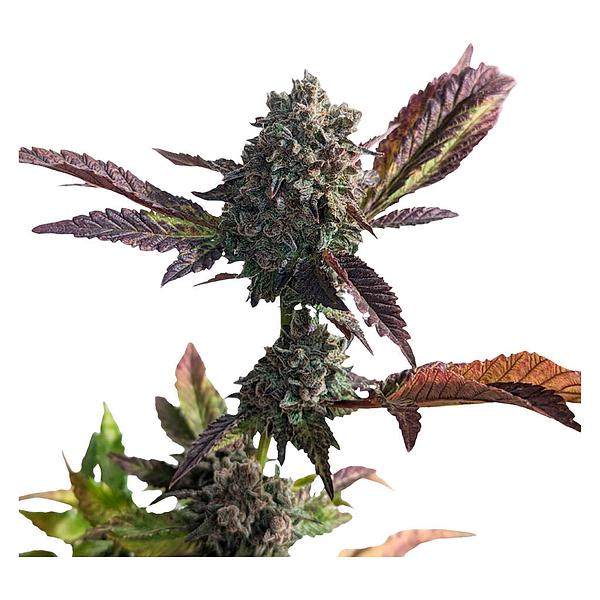 34 Street Seed Co. - Grandaddy Purps Seeds image 3