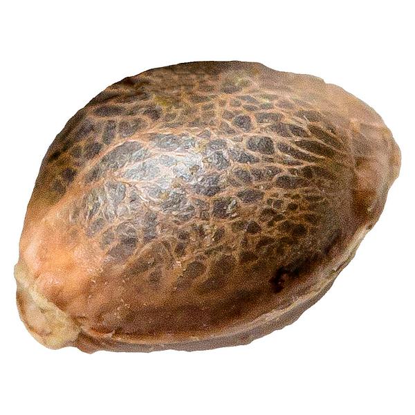 34 Street Seed Co. - Og Kush seeds image 1