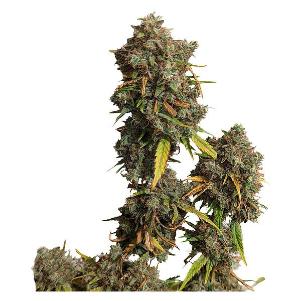 34 Street Seed Co. - Jack Herer Seeds image 3