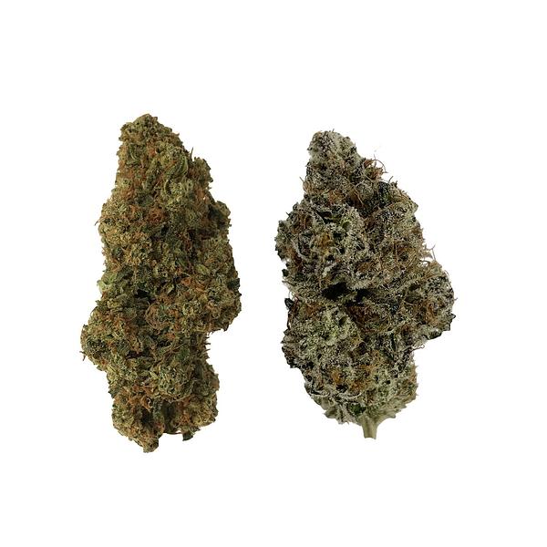 514 - Homa Dual Pack image 1