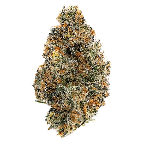 Northern Canna - Frosted Tiger Nuts image 1