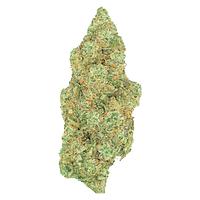 Greybeard - Critical Diesel