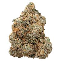 The Loud Plug - Exotic Gas