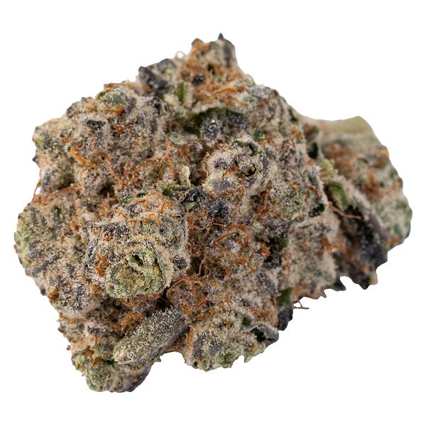 Silky Continental - Cross Bow image 1