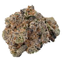 Silky Continental - Cross Bow