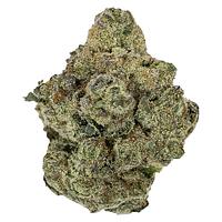 Pistol and Paris - Rockstar