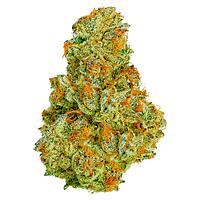 Coterie - Electric Daisy