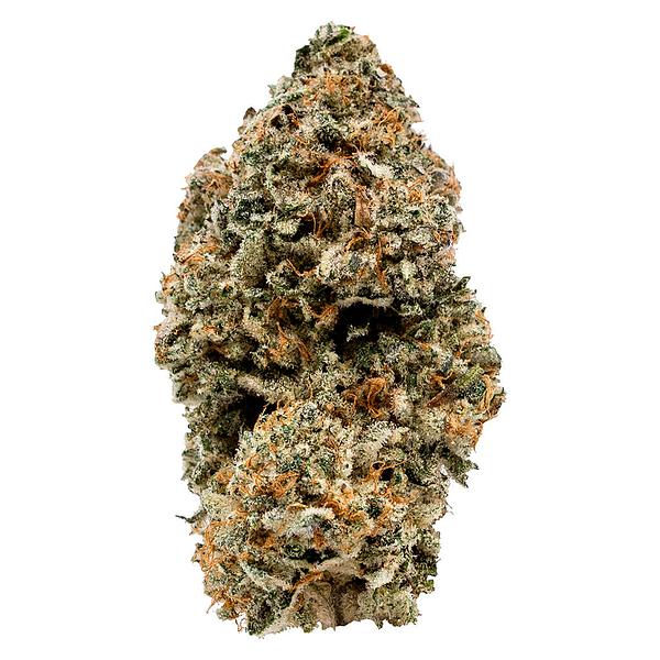 VOLO - Nugszilla image 1