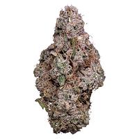 Tribal - Porto Leche