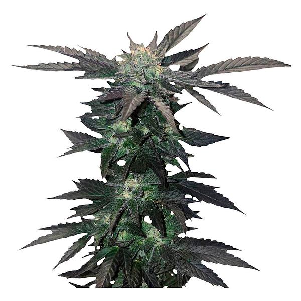 34 Street Seed Co. - Apple Cobbler