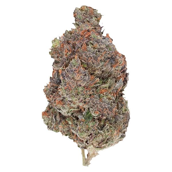 Pistol and Paris - Diablo image 1