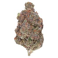 Pistol and Paris - Diablo