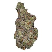 Terp Town Collective - Queen Of Tartz