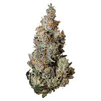 Tribal - Triple Burger