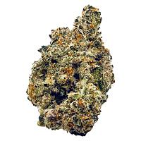 High Xotic - Royal Dive #2