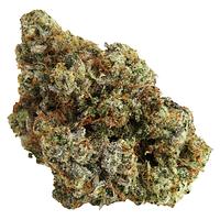 Northern Canna - Permanent Marker