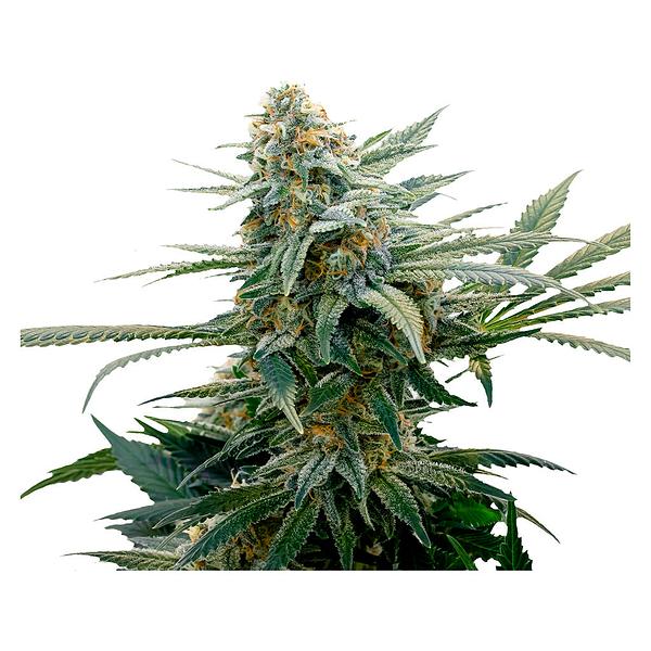 34 Street Seed Co. - Bubba Cheese