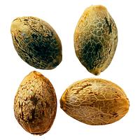 Weathered Islands Craft Cannabis - Cannabis Cup Autoflower Feminized Seed Multi pack