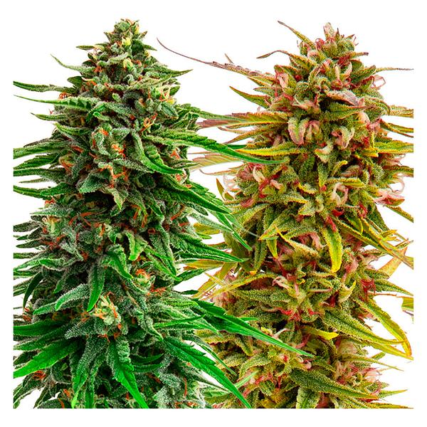 Weathered Islands Craft Cannabis - Cannabis Cup Autoflower Feminized Seed Multi pack